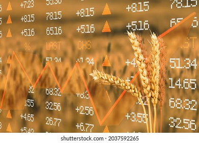 Diagram of rising food prices. Increase in the price of wheat seedson. Exchange quotes