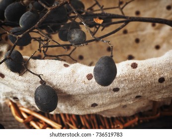 Dialium