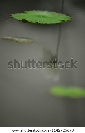 Similar – Image, Stock Photo Lilly Green White Yellow