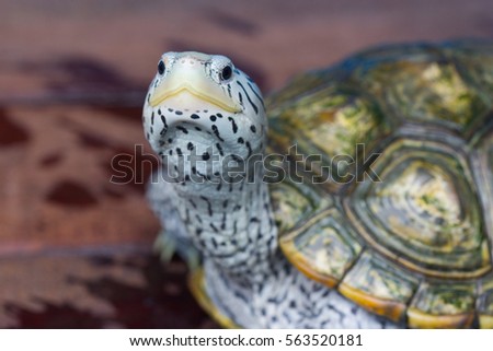 Diamond back terrapin turtle
