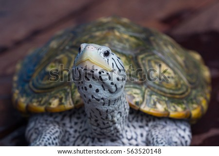 Diamond back terrapin turtle sunbathe
