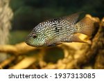 Diamond Cichlasoma fish in the aquarium (Herichthys cyanoguttatus)