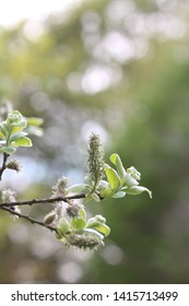 diamond leaf willow tree