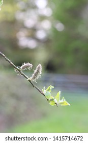 diamond leaf willow tree