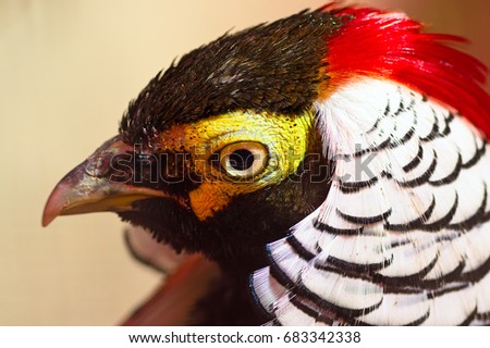 Diamond pheasant Close-up