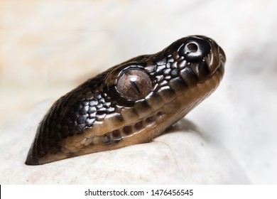 Diamond Python Hatching From Egg