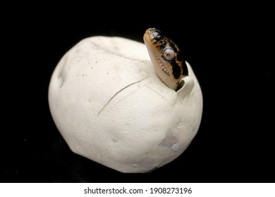 Diamond Python Hatching From Egg