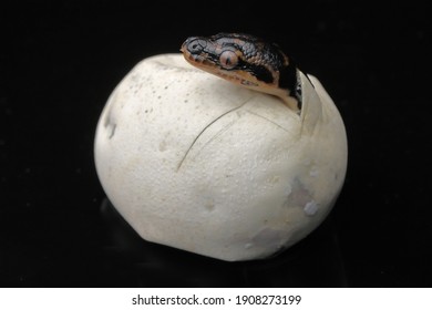 Diamond Python Hatching From Egg