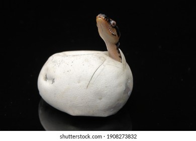 Diamond Python Hatching From Egg