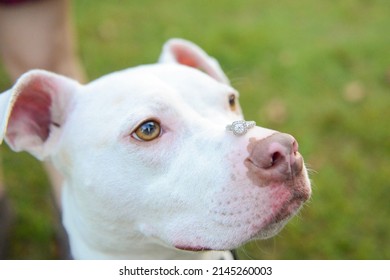 Diamond Ring On White Dog's Nose. Domestic Cute Puppy Wildlife.