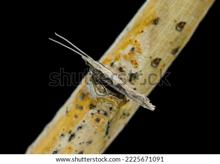 Diamond-back Moth Plutella xylostella, sitting on a twig with a black background