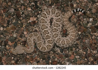 19 Coontail rattlesnake Images, Stock Photos & Vectors | Shutterstock