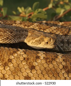 19 Coontail rattlesnake Images, Stock Photos & Vectors | Shutterstock