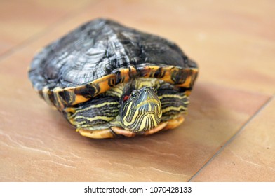 A Diamondback Terrapin