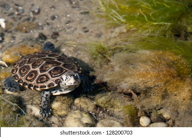 Diamondback Terrapin