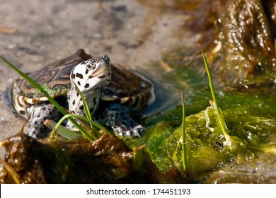 Diamondback Terrapin