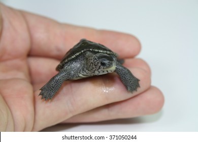 Diamondback Terrapin