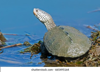 Diamondback Terrapin