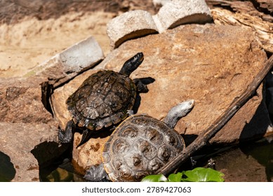 Diamondback terrapin and map turtle basking 