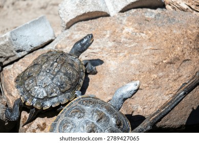Diamondback terrapin and map turtle basking 