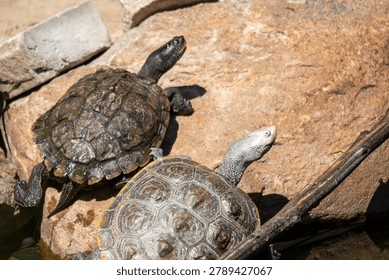 Diamondback terrapin and map turtle basking 
