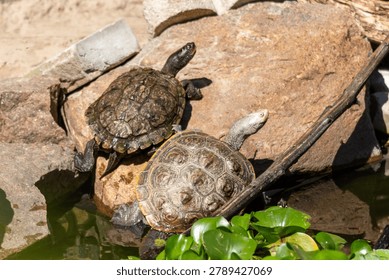Diamondback terrapin and map turtle basking 