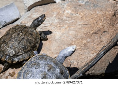 Diamondback terrapin and map turtle basking 