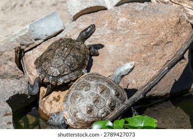 Diamondback terrapin and map turtle basking 