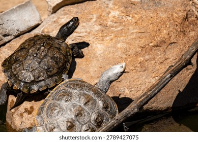 Diamondback terrapin and map turtle basking 