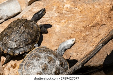 Diamondback terrapin and map turtle basking 