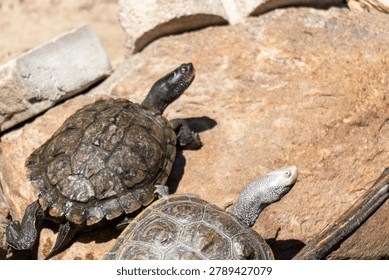 Diamondback terrapin and map turtle basking 