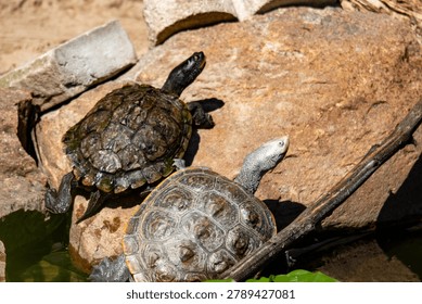 Diamondback terrapin and map turtle basking 