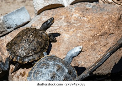 Diamondback terrapin and map turtle basking 