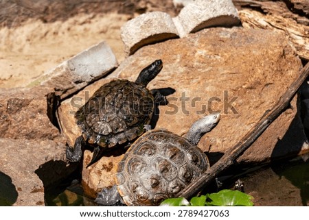 Diamondback terrapin and map turtle basking 