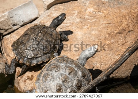 Diamondback terrapin and map turtle basking 
