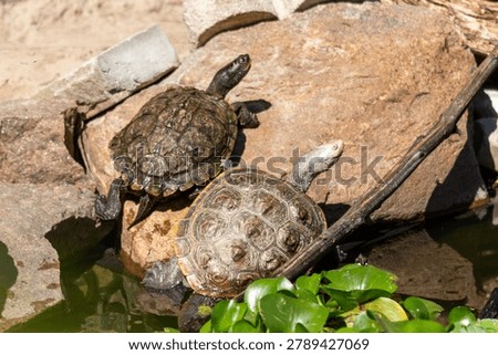 Diamondback terrapin and map turtle basking 