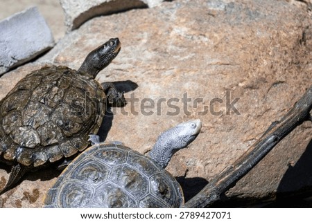 Diamondback terrapin and map turtle basking 