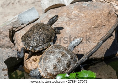 Diamondback terrapin and map turtle basking 