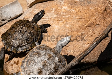 Diamondback terrapin and map turtle basking 