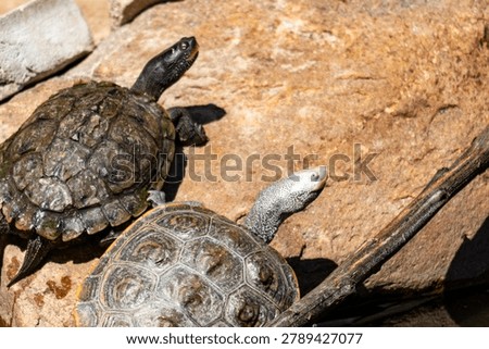 Diamondback terrapin and map turtle basking 