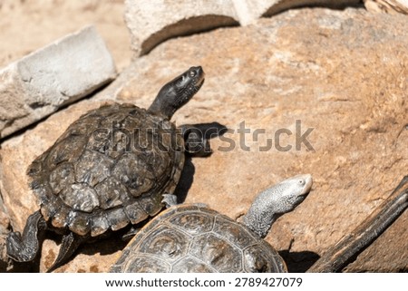 Diamondback terrapin and map turtle basking 