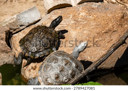 Diamondback terrapin and map turtle basking 