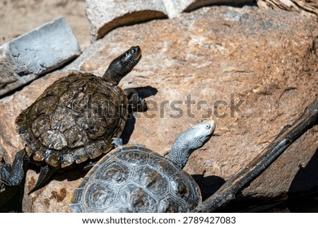 Diamondback terrapin and map turtle basking 