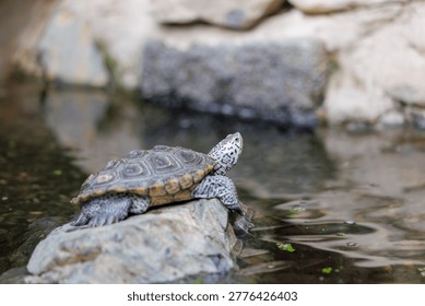 Diamondback terrapin turtle basking on a rock by the water