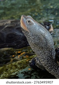 Diamondback terrapin turtle close up 
