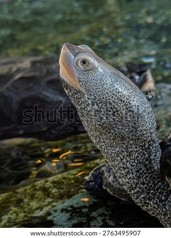 Diamondback terrapin turtle close up 