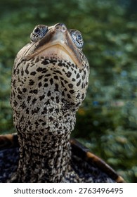Diamondback terrapin turtle close up from front 
