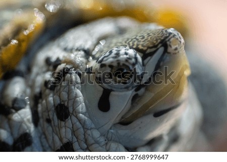 diamondback terrapin turtle closeup macro 