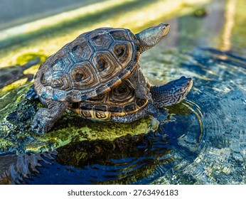 Diamondback terrapin turtles sunning in a stack 