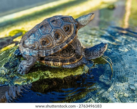 Diamondback terrapin turtles sunning in a stack 